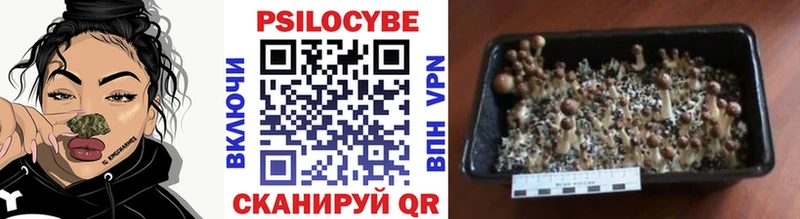 Псилоцибиновые грибы GOLDEN TEACHER  Коряжма 